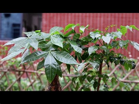 帶刺植物風水|大門口適合放什麼植物？風水師推薦發財樹、富貴竹、。